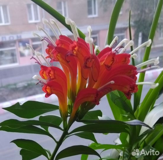 Эсхинантус- детка