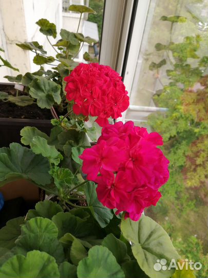 Пеларгония герань сортовая Juselia