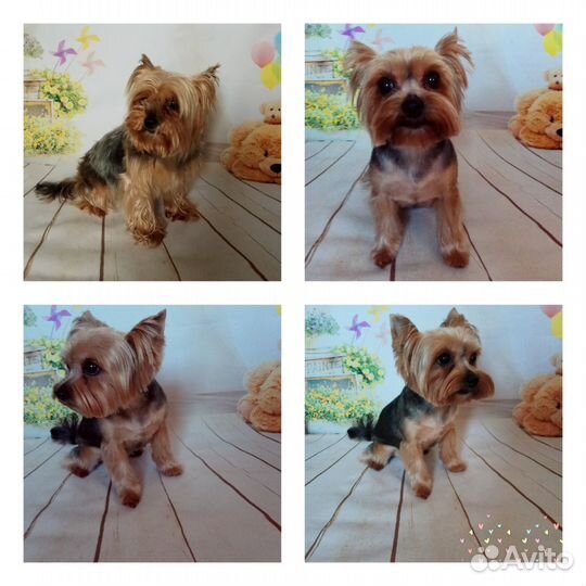 Стрижка собак (груминг) - йорки