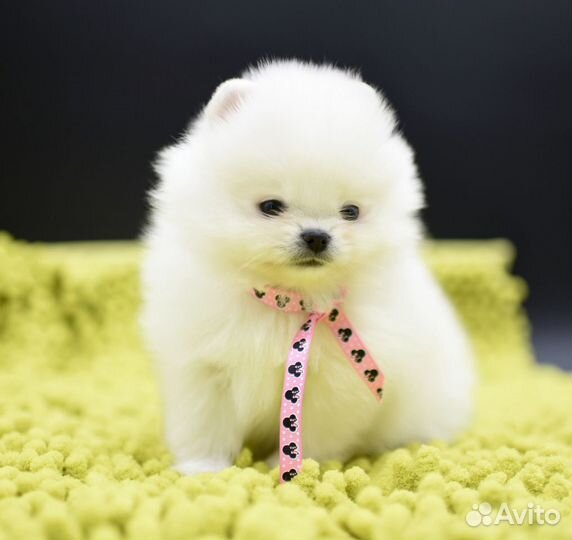 Без предоплат. Мальчики померанские шпицы мишки