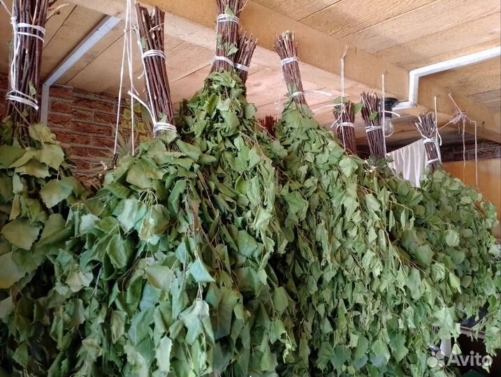 Свежие Берёзовые веники 2024 года