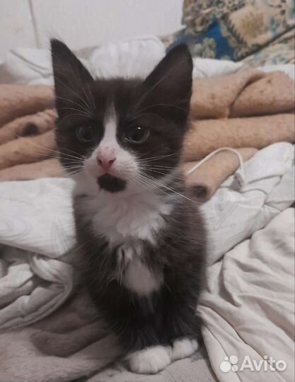 Ищу добрые руки котятам