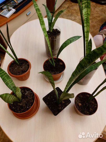 Комнатные цветы. Тещин язык. Сансевиерия