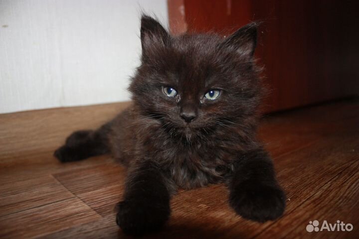 Котята с родословной