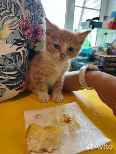 Котёнок мальчик в добрые руки