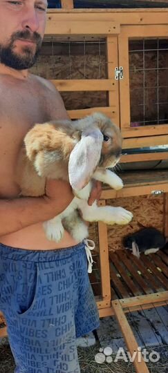 Кролик французский баран