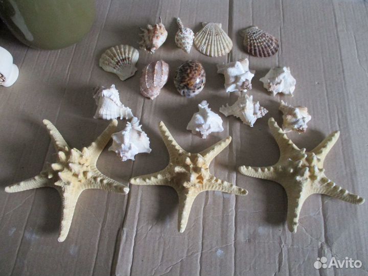 Морские звезды и морские ракушки