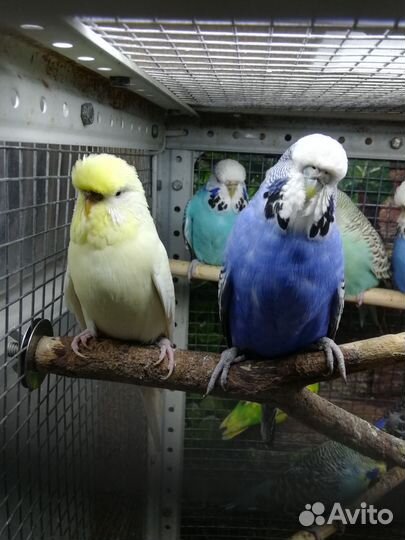 Ввп чехи самки в пару и птенцы