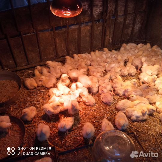 Цыплята бройлеры росс 308