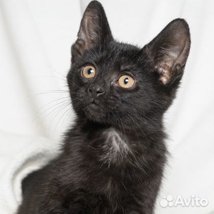 Черные и черно-белые котята ищут семьи