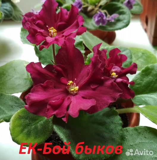 Цветущие фиалки