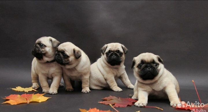 Щенки мопса