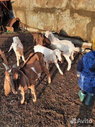 Козы нубийская