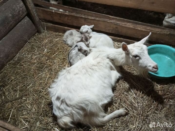 Коза дойная, козлята