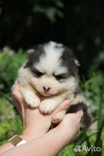 Девочка помски той размер