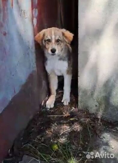 Брошенный щенок