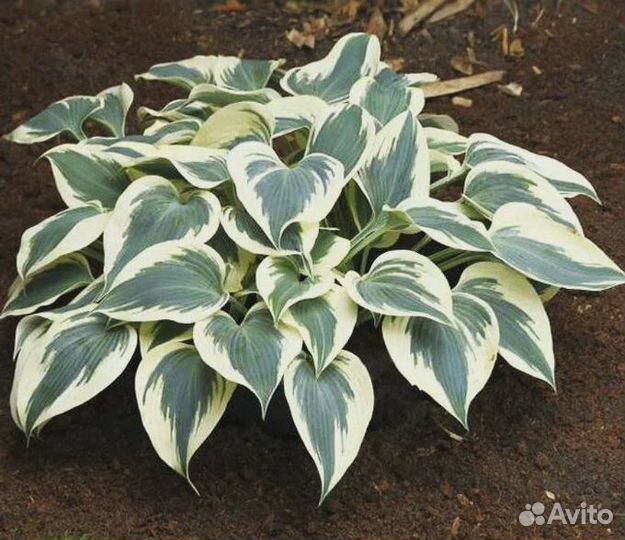 Хоста гибридная в ассортименте Растения