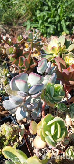 Котиледоны