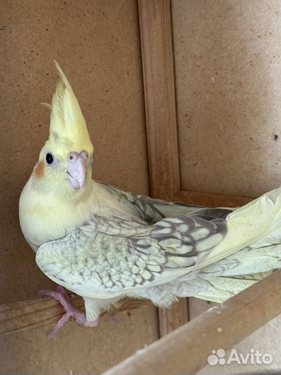 Попугай корелла птенец