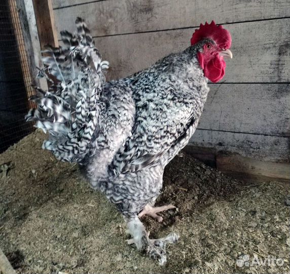 Петушки на племя мехеленская кукушка