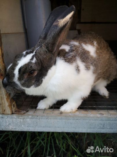 Крол бабочка