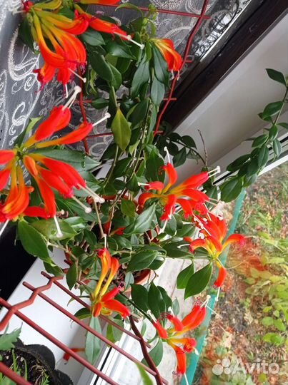 Эсхинантус Жар-птица