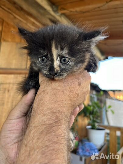 Котенок девочка в добрые ручки