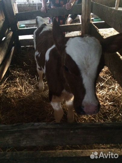 Продам телок айширской породы