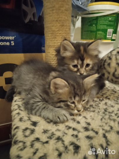 Отдам в добрые любящие руки чудесных котят