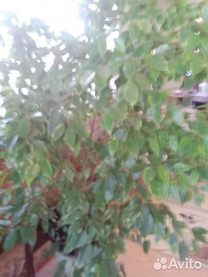 Фикус бенджамина пестролистный