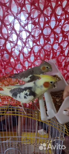 Попугай корелла с клеткой