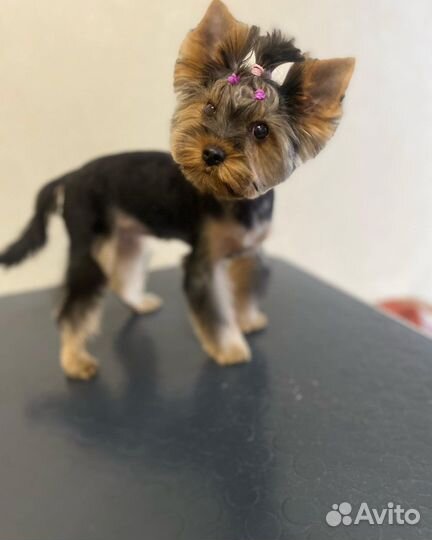 Услуги грумера