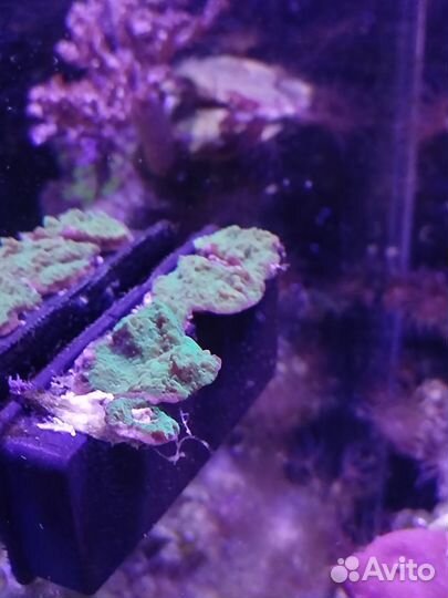 Фраги монтипоры коралл. Для морского аквариума