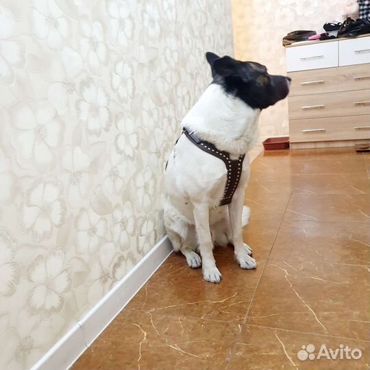 Шлейка натур кожа И строгий ошейник