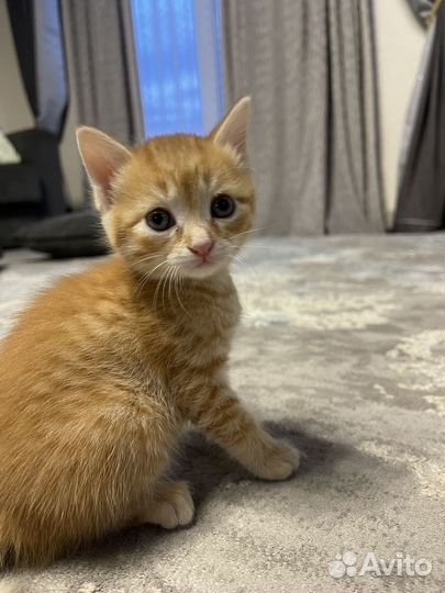 Котята