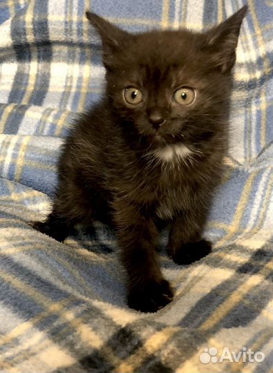 Котенок девочка 1 мес. ищет дом