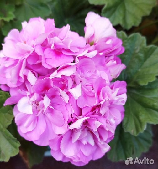 Пеларгония Сиреневый туман