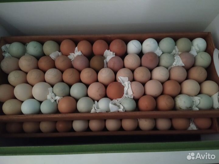 Инкуационное яйцо