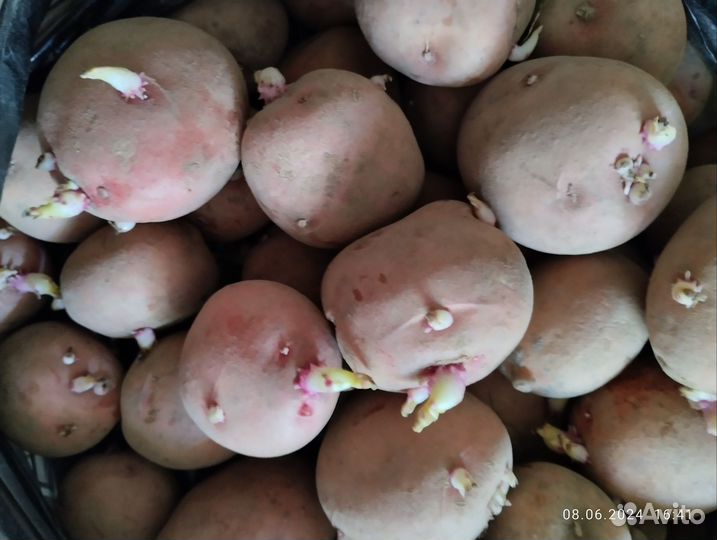 Семенной картофель