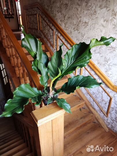 Антуриум Плаумани Шторм