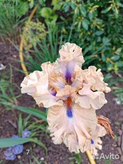 Ирис