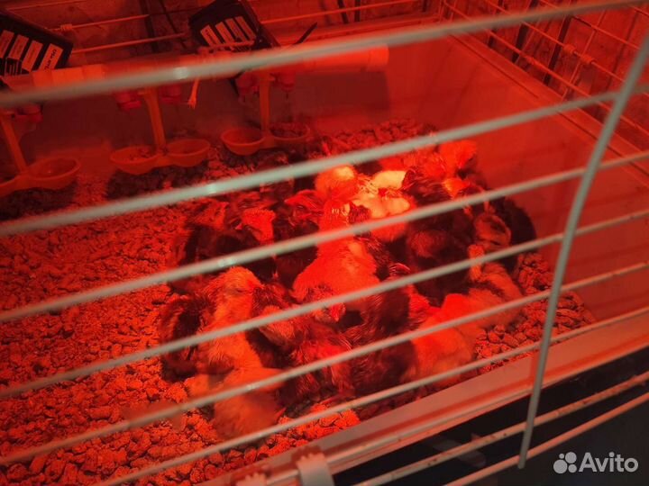 Суточные цыплята несушки