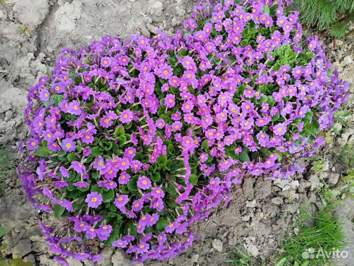 Многолетние садовые цветы