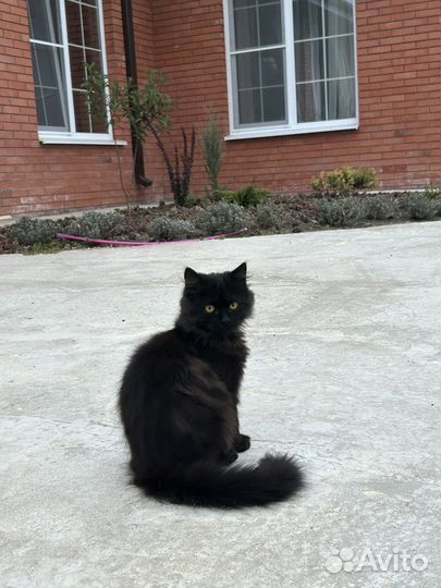 Котята в добрые руки бесплатно