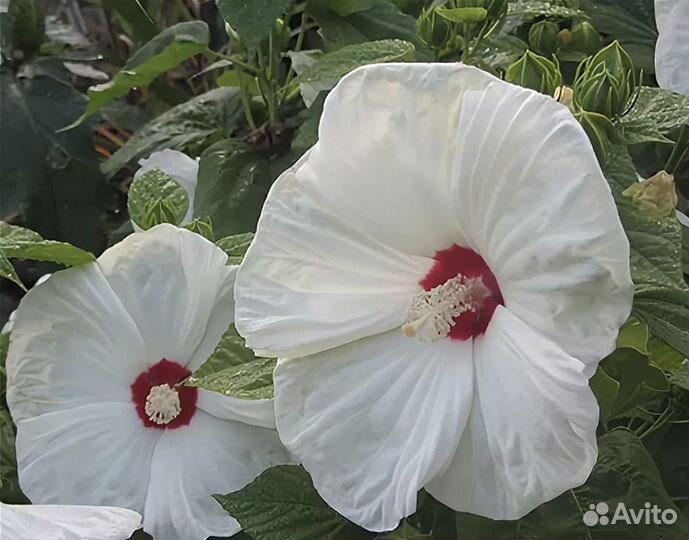 Гибискус болотный