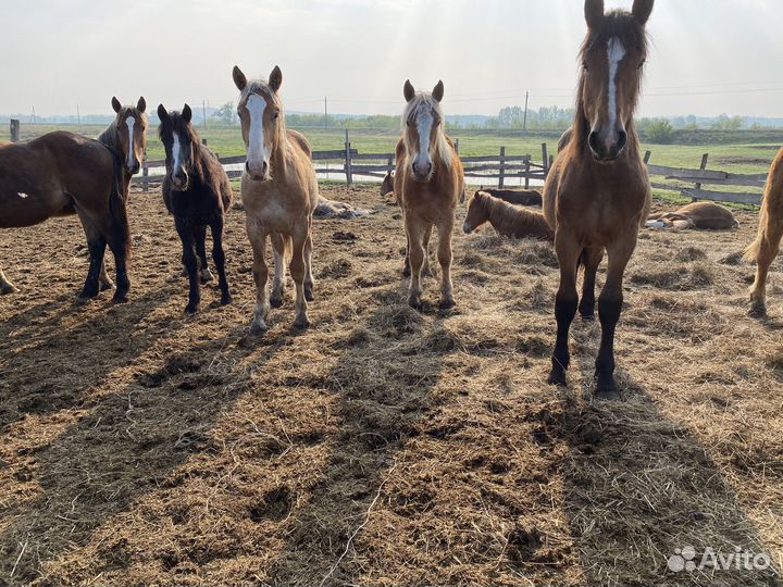 Лошади на мяса