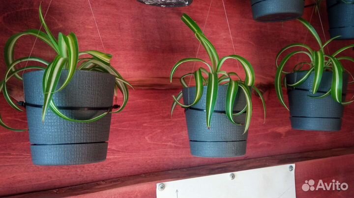 Хлорофитум кудрявый 