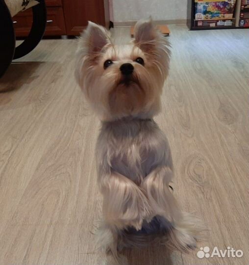 Вязка йоркширский терьер