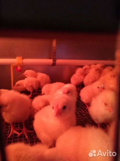 Суточный и подрощенный бройлер кобб 500