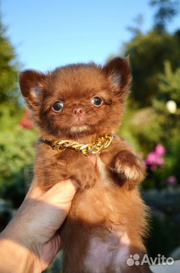 Шоколадное чудо